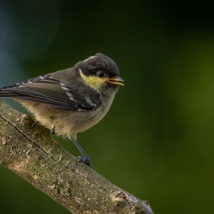 Redwell   27 05 2020   D500   Les 24.jpg